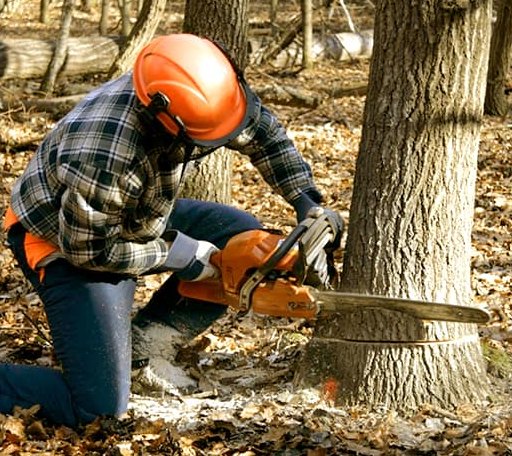 Tree Removal in Osnabrock, ND